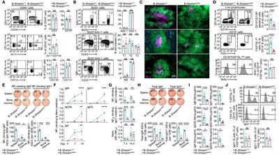 LUBAC Suppresses IL-21-Induced Apoptosis in CD40-Activated Murine B Cells and Promotes Germinal Center B Cell Survival and the T-Dependent Antibody Response